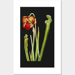 Drummond Pitcherplant - Sarracenia Drummond - Walcott - Botanical Illustration Posters and Art